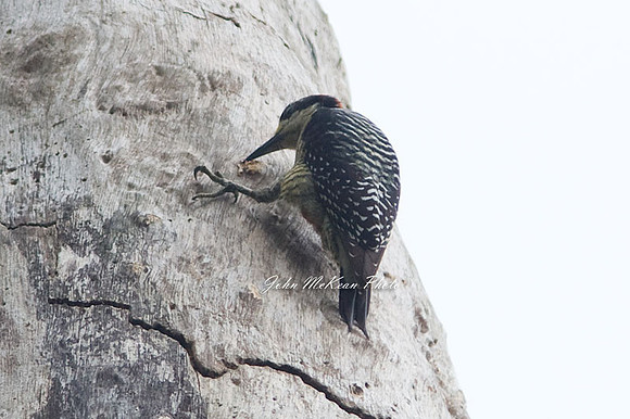 Black-cheeked Woodpecker (Melanerpes pucherani)