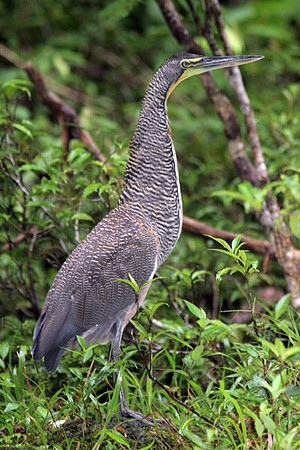 Bare-throated Tiger Heron (Tigrisoma mexicanum)