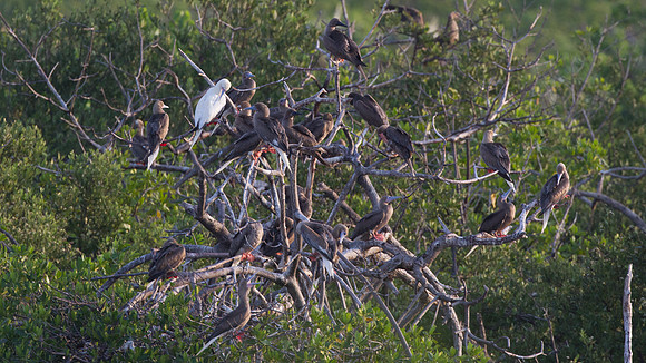 Red-footed Booby (Sula sula)