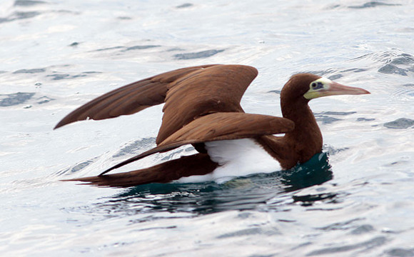 Brown Booby (Sula leucogaster)