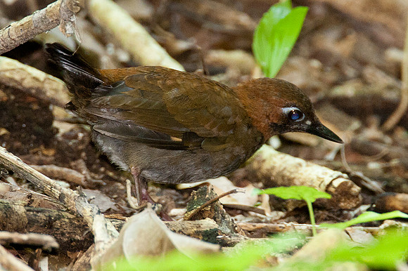 Black-faced Antthrush (Formicarius analis)