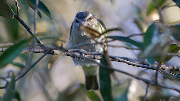 Black-whiskered Vireo (Vireo altiloquus)