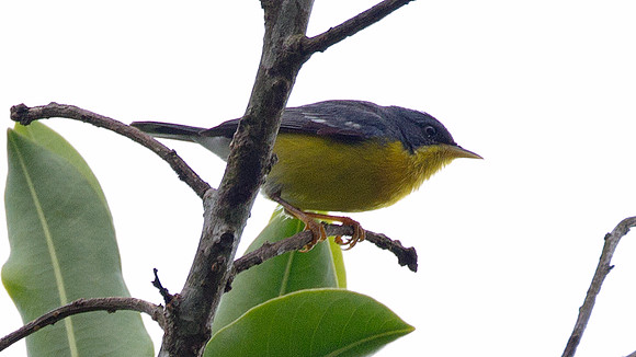 Tropical Parula (Parula pitiayumi)