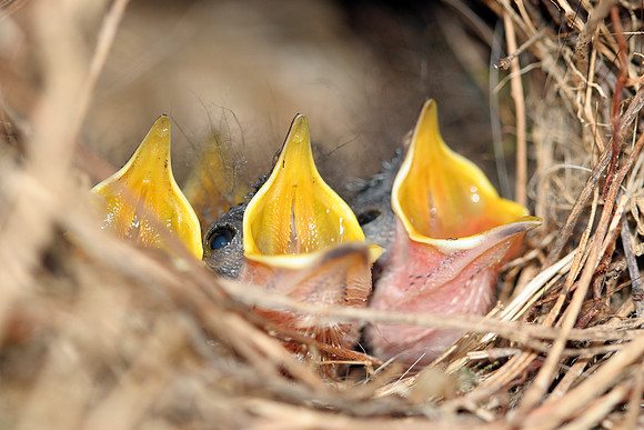 Carolina Wren (Thryothorus ludovicianus) chicks