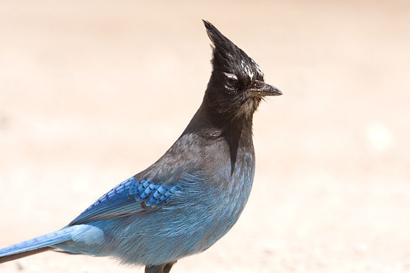 Steller's Jay (Cyanocitta stelleri)