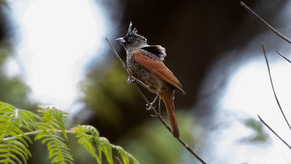 Crested bunting (Melophus lathami) Male