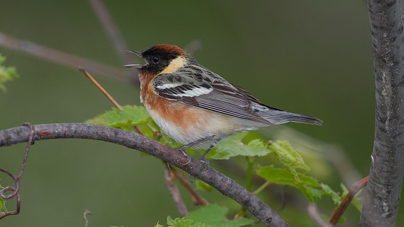 Bay-breasted Warbler (Dendroica castanea)