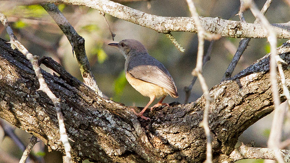 Long-billed Crombec (Sylvietta rufescens)