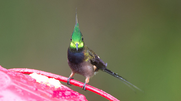 Wire-crested Thorntail (Discosura popelairii)