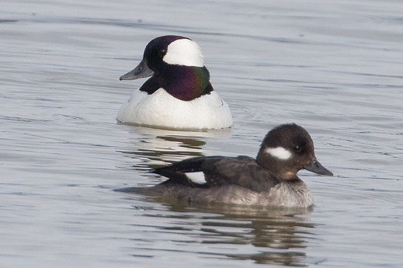 Bufflehead (Bucephala albeola) male and female
