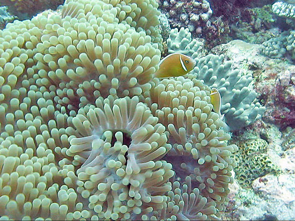 Anemone Fish
