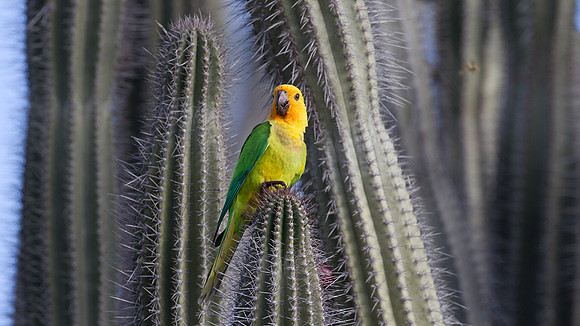 Brown-throated Parakeet (Aratinga pertinax)