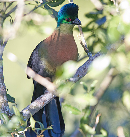 Purple-crested Turaco (Tauraco porphyreolophus)