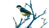 Fawn-breasted Tanager (Pipraeidea melanonota)