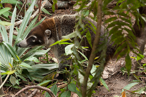 Coatimundi (Nasua narica) captive