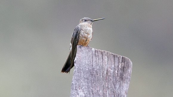 Giant Hummingbird (Patagona gigas)