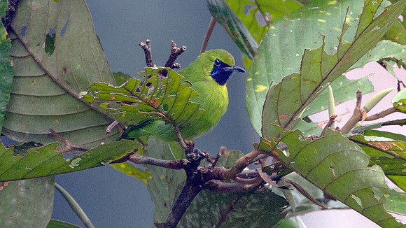 Lesser Green Leafbird (Chloropsis cyanopogon) Male