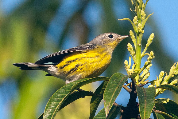 Magnolia Warbler (Dendroica magnolia) immature