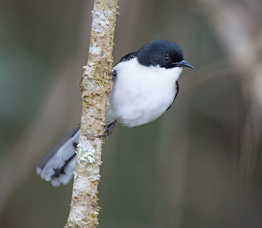 Black-headed sibia (Heterophasia desgodinsi)