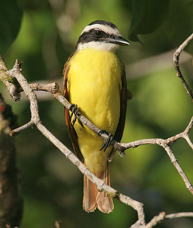 Great Kiskadee (Pitangus sulphuratus)