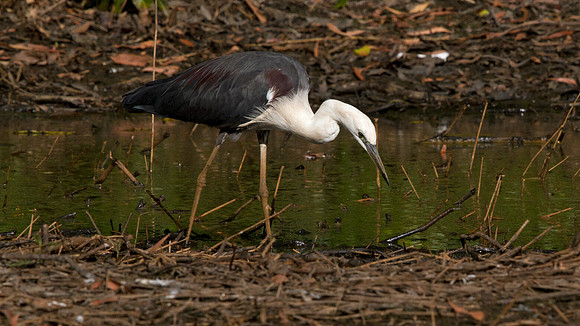 White-necked heron (Ardea pacifica)