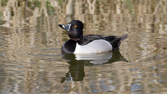 Ring-necked Duck (Aythya collaris) male