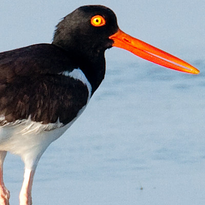 American Oystercatcher (Haematopus palliatus) also known as American Pied Oystercatcher