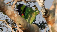 Mealy Parrot (Amazona farinosa)