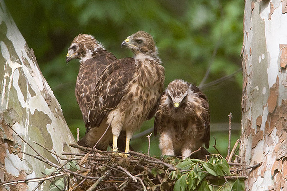 Red-shouldered Hawk (Buteo lineatus) juvenile