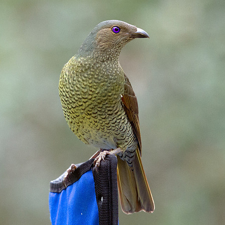 Satin bowerbird (Ptilonorhynchus violaceus) Female