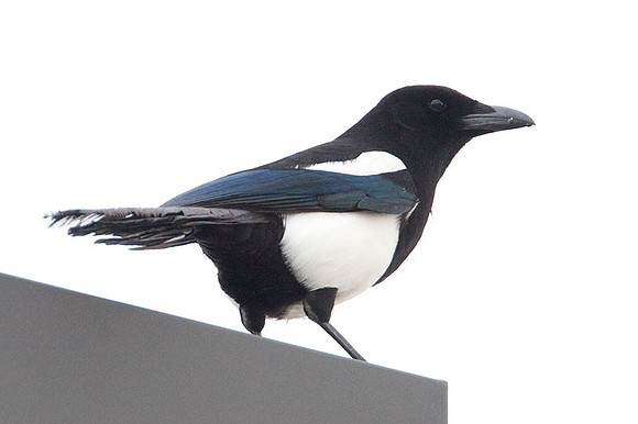 Black-billed Magpie (Pica hudsonia)
