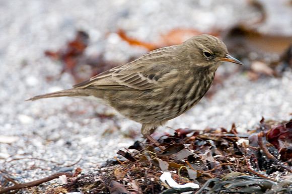 Rock Pipit (Anthus Petrosus)