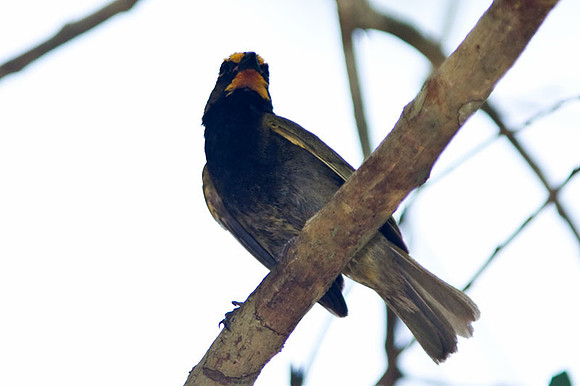 Yellow-faced Grassquit (Tiaris olivaceus) male