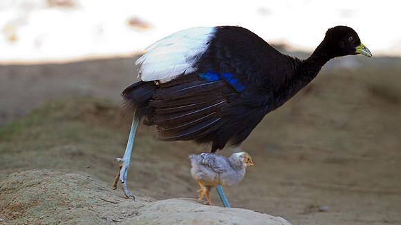 Pale-winged Trumpeter (Psophia leucoptera)