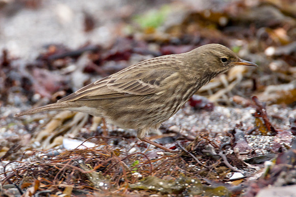 Rock Pipit (Anthus Petrosus)
