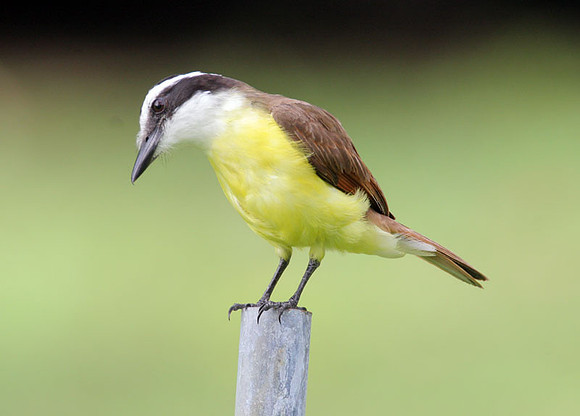 Great Kiskadee (Pitangus sulphuratus)