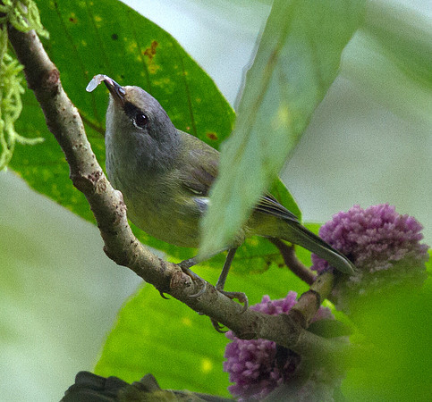 Mees's white-eye (Lophozosterops javanicus)