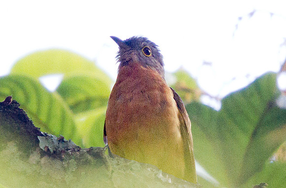 Rusty-breasted cuckoo (Cacomantis sepulcralis)