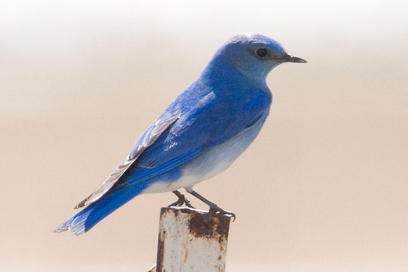 Mountain Bluebird (Sialia currucoides)