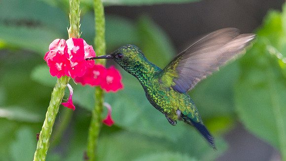 Blue-tailed Emerald (Chlorostilbon mellisugus)