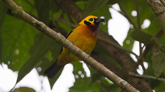 Golden Tanager (Tangara arthus)