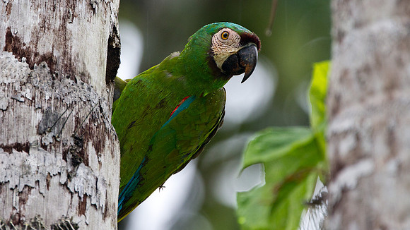 Chestnut-fronted Macaw (Ara severus)