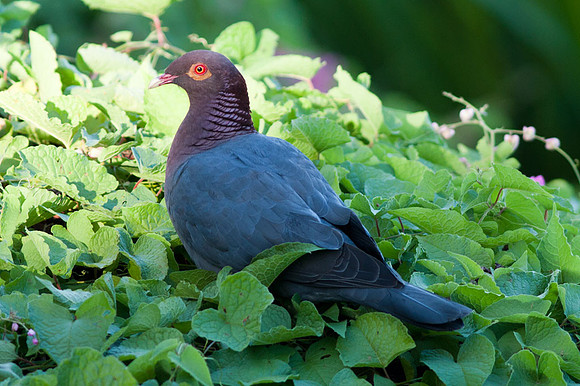 Scaly-naped Pigeon (Patagioenas squamosa)