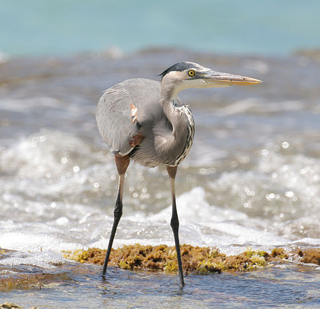 Great Blue Heron (Ardea herodias)