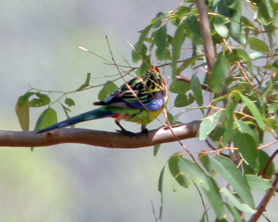 Eastern Rosella (Platycercus eximius)