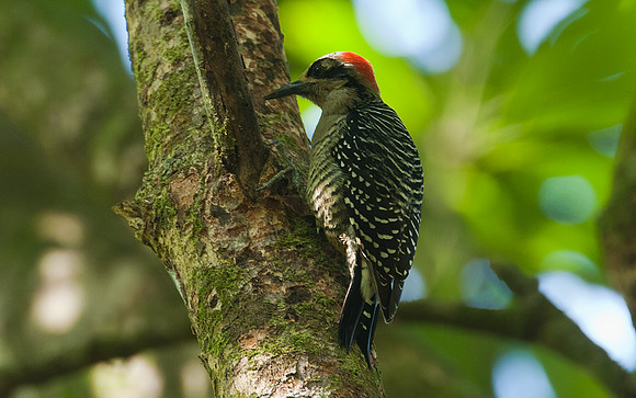 Black-cheeked Woodpecker (Melanerpes pucherani)