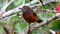 Silver-beaked Tanager (Ramphocelus carbo)
