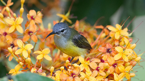 Copper-throated Sunbird (Nectarinia calcostetha) female