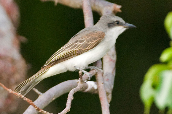 Gray Kingbird (Tyrannus dominicensis)