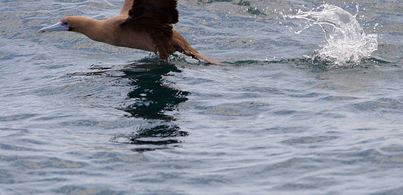 Red-footed Booby (Sula sula) dark morph